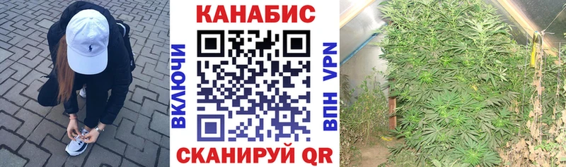 Купить закладки  Киселёвск  Каннабис AK-47 